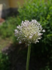 white round flower. Blooming Allium on a blurry background. Floral Desktop wallpaper