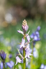 Close up of a pink Spanish bluebell (hyacinthoides hispanica) flower in bloom