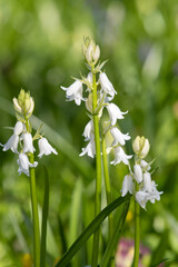 White Spanish bluebell (hyacinthoides hispanica) flowers in bloom