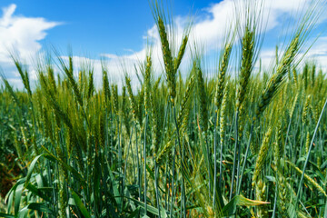 agricultural field with young green wheat sprouts, bright spring landscape on a sunny day, blue sky as background