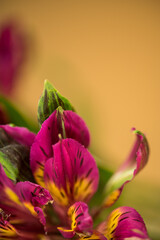 Macro photo of pink tropical alstroemeria flowers with creamy background 