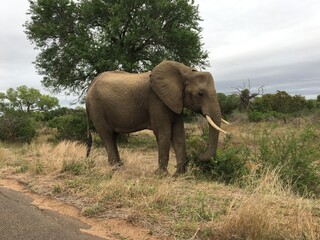 Fototapeta na wymiar African Elephants, Kruger National Park, Mpumalanga, South Africa.