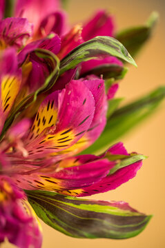 Macro photo of pink tropical alstroemeria flowers with creamy background 