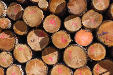 Fototapeta premium Geometric close up of a pile of stacked logs, with numbers painted with fuchsia spray