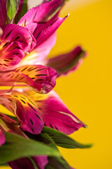Fototapeta premium Alstroemeria blooms with yellow background