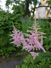 beautiful fluffy purple and pink blooming Astilbe flowers on a flower bed on a sunny summer day. Natural Wallpaper