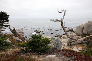 17-Miles-Drive - Ghost Trees (Kalifornien/USA)