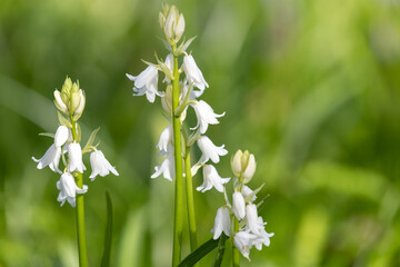 White Spanish bluebell (hyacinthoides hispanica) flowers in bloom