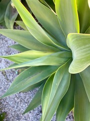 Obraz premium close up of plant