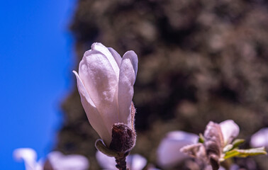 white magnolia flower on a naked background © Olga
