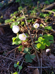 flowering wood sorrel in april