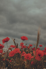 Obraz premium poppies