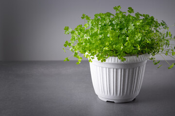 Juicy fresh organic parsley in a pot at home on a grey table