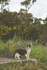 Cat in the outdoors