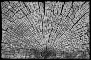 Gray textured wood background in the form of a butt of a tree with cracks in black and white.