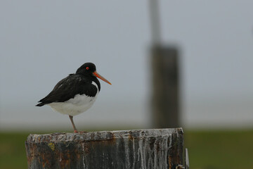 close up of an perching oystercatcher 