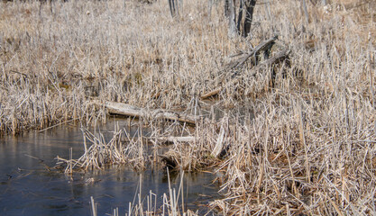 In spring, beautiful swamp in the Canadian forest in the province of Quebec