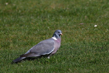 close up of a pigeon on grass