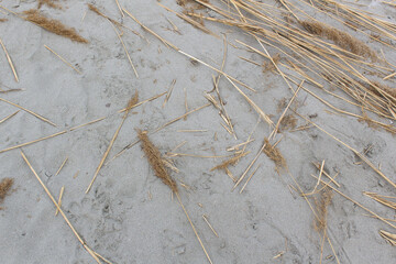 dry reeds grass on sandy beach surface top view