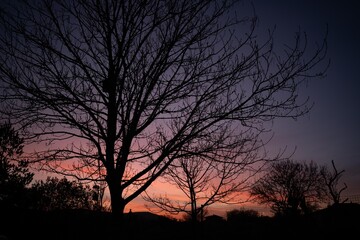 tree at sunset