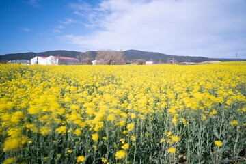 rapeseed fields in spring 