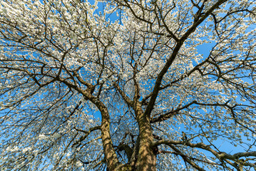 Das Geäst eines blühenden Kirschbaums im Frühling mit weißen Blüten vor blauem, wolkenlosem Himmel