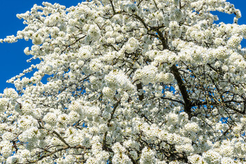 Das Geäst eines blühenden Kirschbaums im Frühling mit weißen Blüten vor blauem, wolkenlosem...