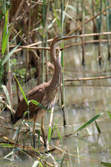 Purple Heron, Kruger National Park, South Africa