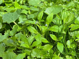 Green grass lawn after rain. Green leaves background.