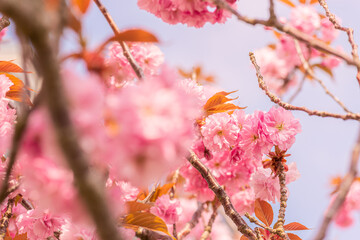 Pink cherry blossom tree in early spring.