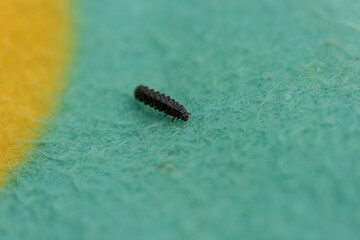 Small black larvae crawling along a blue and yellow carpet.