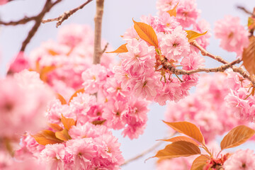 Gothenburg, Sweden - May 13 2021: Pink cherry blossom tree in early spring.