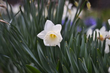 white daffodils with closeup.macro shot of nature