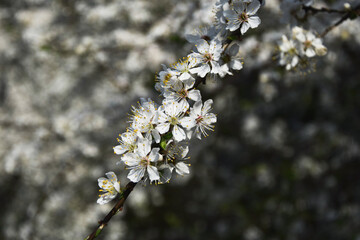 Wiosna, kwitnące drzewa mirabelki, wszystko kwitnie, białe kwiaty. Spring, flowers bloom, white flowers. 
