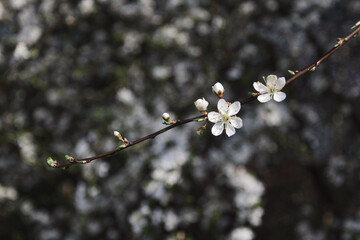 Biały kwiatek, wiosna, kwitnące drzewa mirabelki, wszystko kwitnie, białe kwiaty. Spring, flowers bloom, white flowers.  - obrazy, fototapety, plakaty