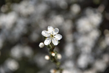 Wiosna, kwitnące drzewa mirabelki, wszystko kwitnie, białe kwiaty. Spring, flowers bloom, white flowers. 
 - obrazy, fototapety, plakaty