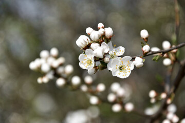 Wiosna, kwitnące drzewa mirabelki, wszystko kwitnie, białe kwiaty. Spring, flowers bloom, white...