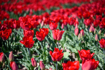Fototapeta premium field of tulips