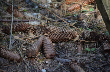 Frühling