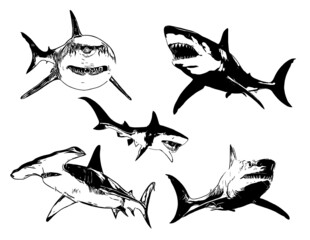 Sharks