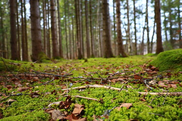 View in a forest in the Jura department