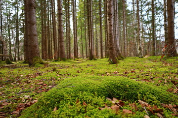 View in a forest in the Jura department