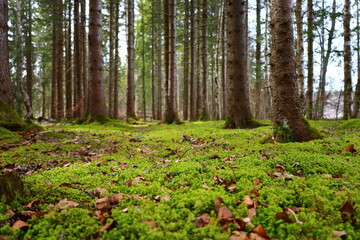 Obraz premium View in a forest in the Jura department