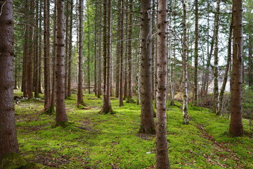 View in a forest in the Jura department