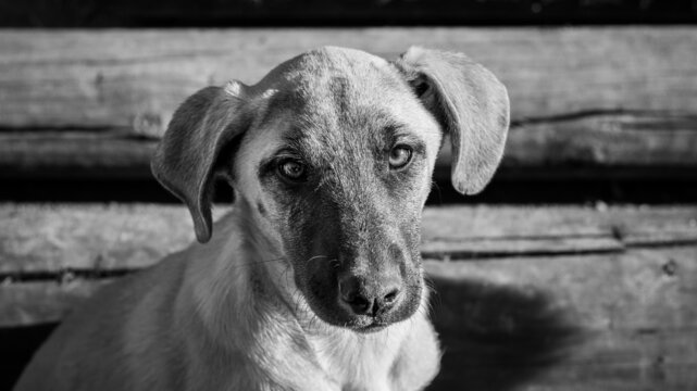 Retrato de mi perro