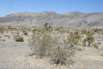 The scenic beauty of the Mojave Desert, outside the city of Pahrump, Nye County , Nevada.