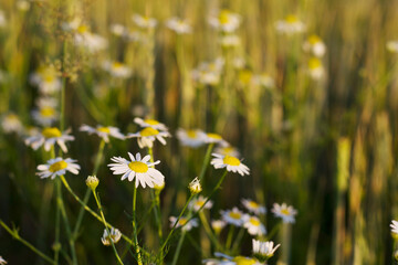 summer daisies in the field with sunset warm light