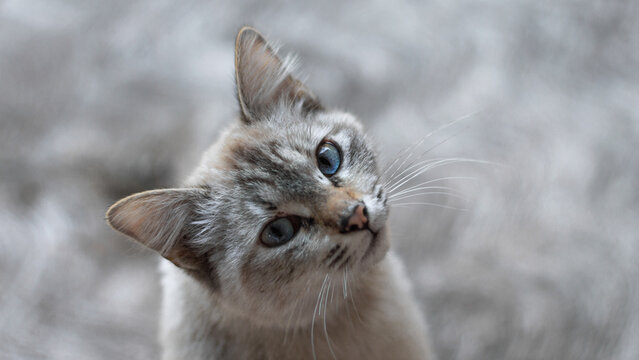 Gato de ojos azules