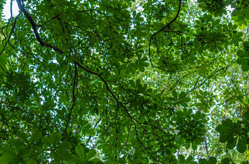 Fototapeta premium Background of fresh green leaves in spring