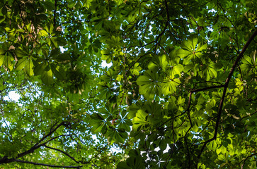 Fototapeta premium Background of fresh green leaves in spring